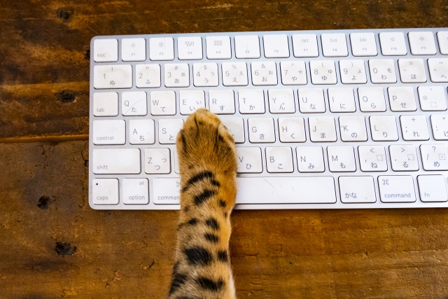 WEB検索する猫